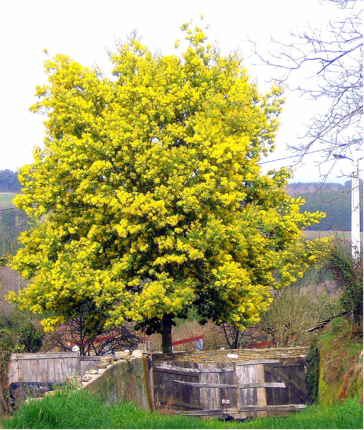 Mimosa Silver Wattle (Acacia dealbata)