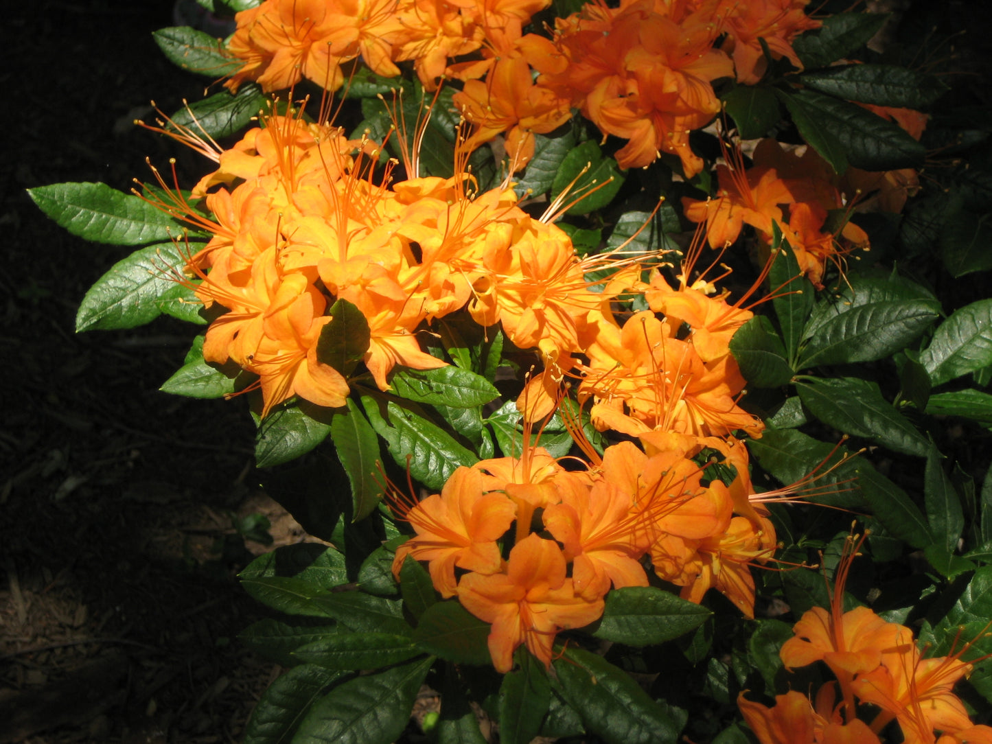 Hybrid Native Azalea (Rhododendron x hybrid native azalea)