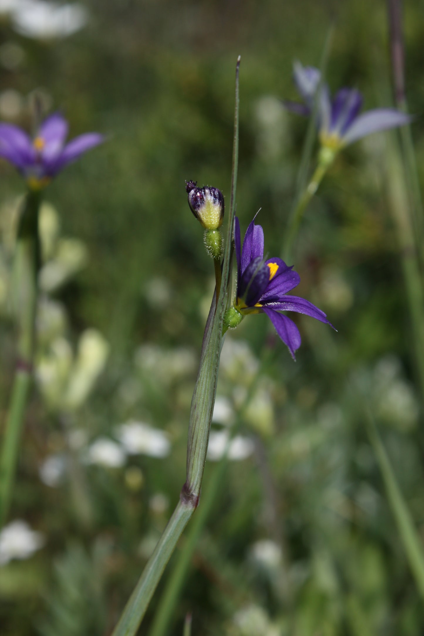 Idaho Blue-eyed Grass (Sisyrinchium idahoense)