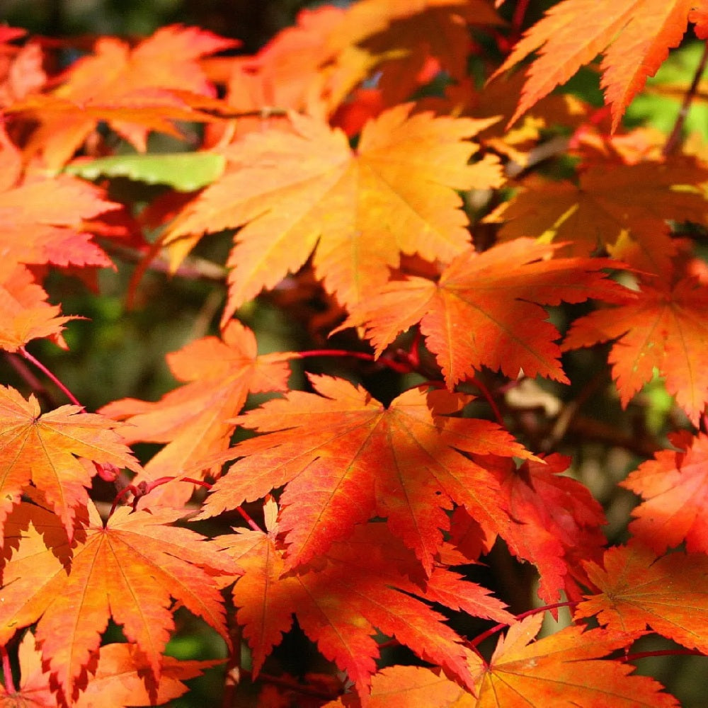 Palmatifolium Full Moon Maple (Acer shirasawanum var. palmatifolium dry seed)