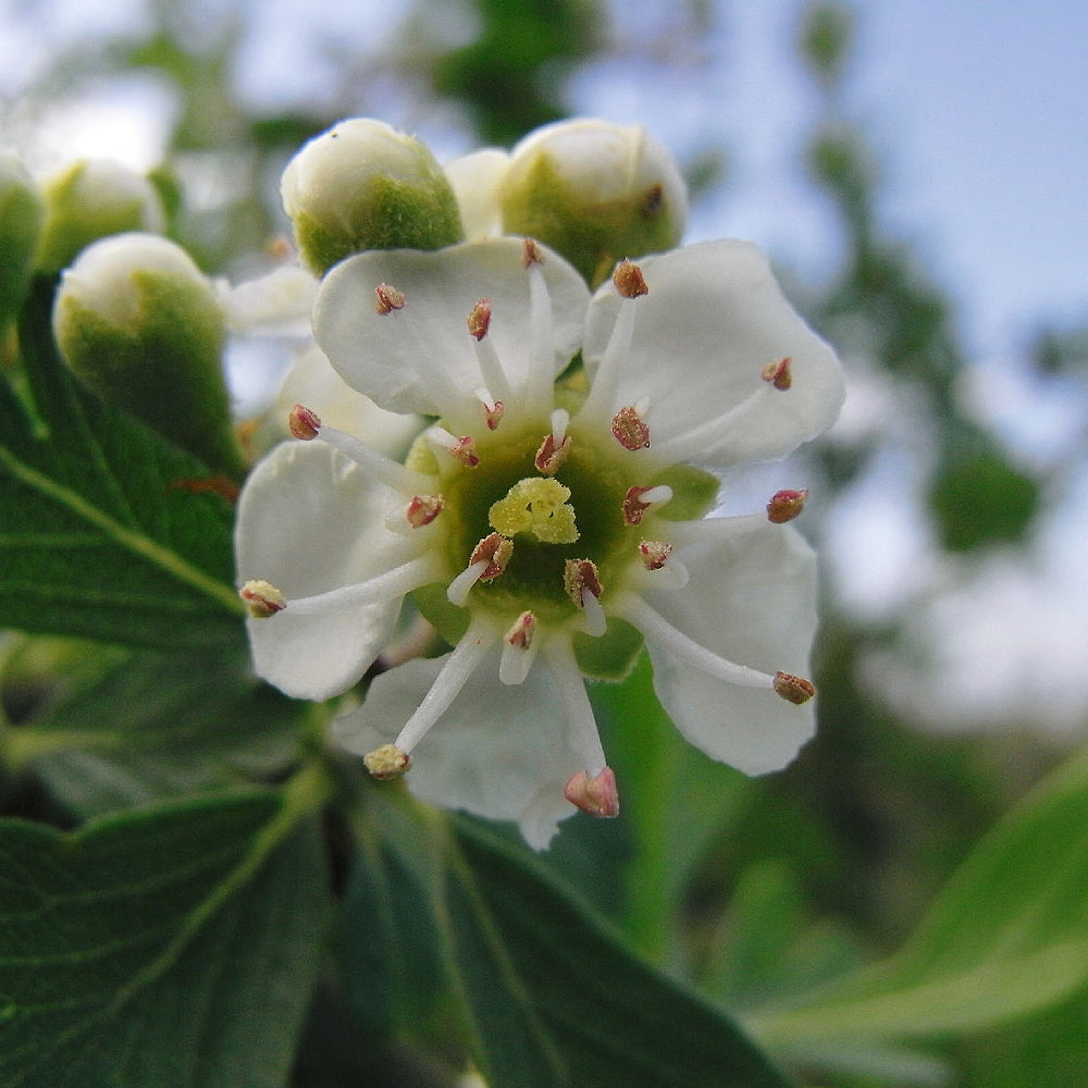 Azarole Mediterranean Medlar Mosphilla (Crataegus azarolus)