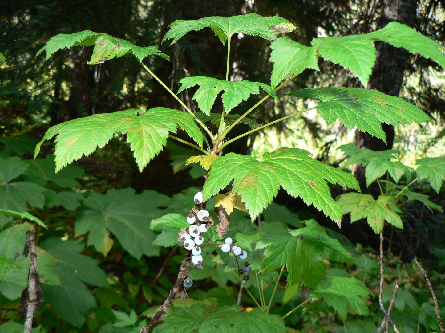 Stink Currant (Ribes bracteosum)