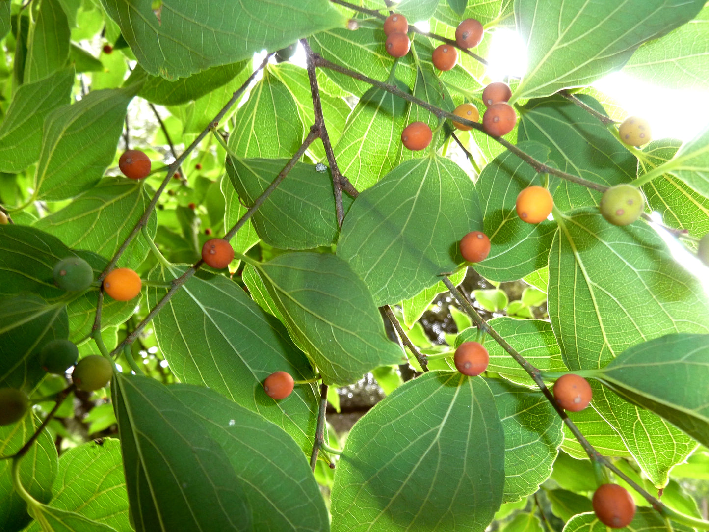 Chinese Hackberry Hackberry (Celtis sinensis)
