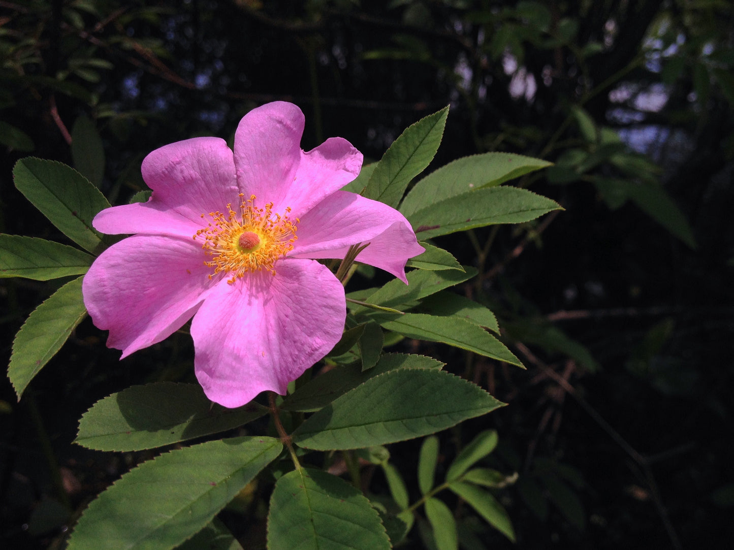 Swamp Rose (Rosa palustris)