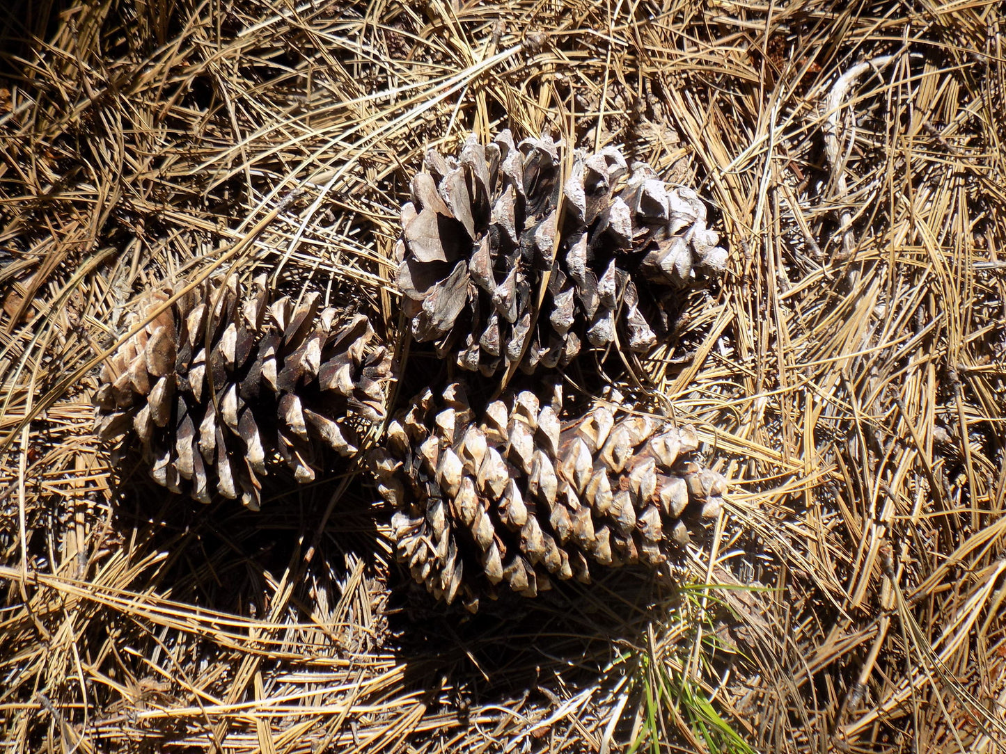 Durango Pine (Pinus durangensis)