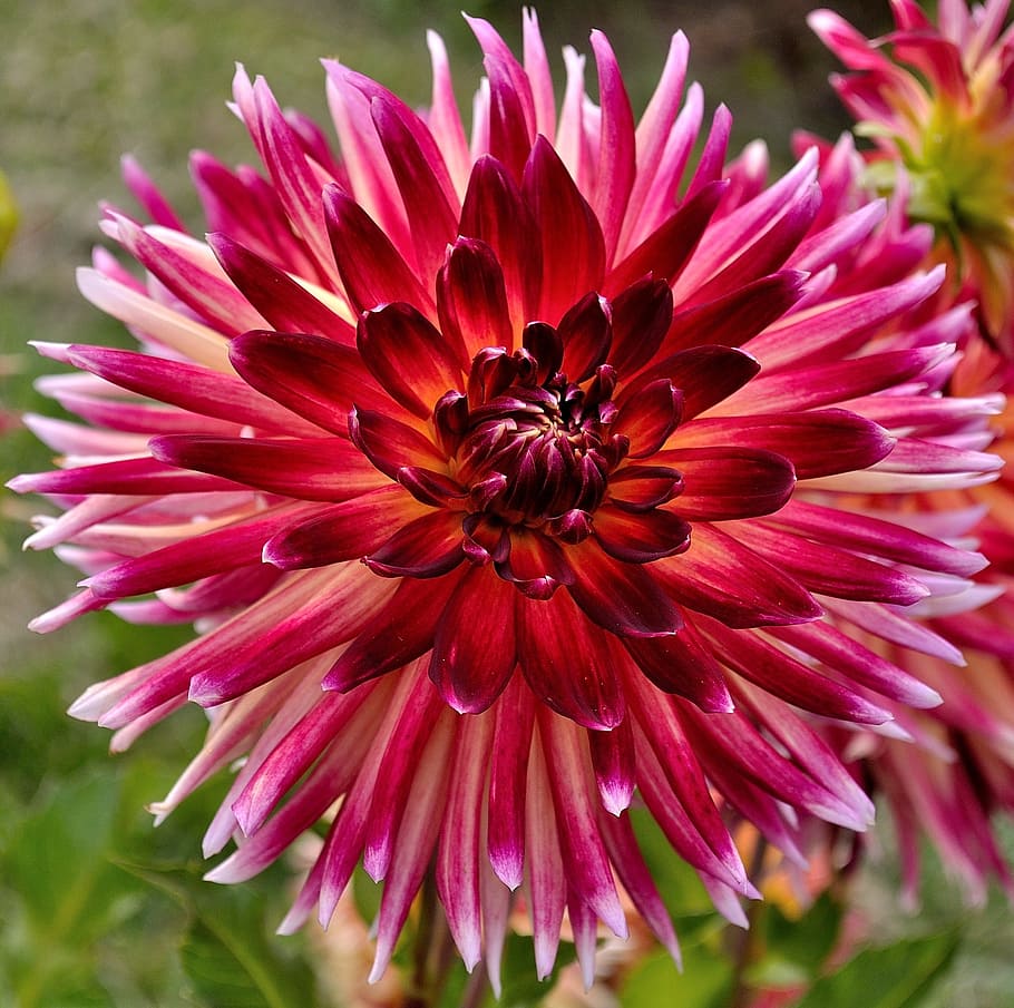 Cactus Flowered Hybrid Mix Dahlia (Dahlia variabilis Cactus flowered Hybrids mixed)