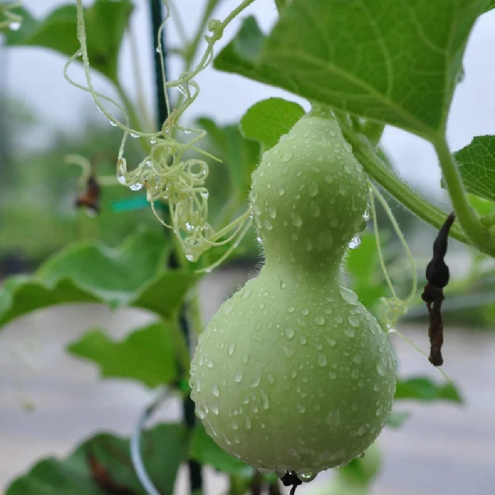 Birdhousebottle Gourd (Cucurbita pepo 'Birdhouse/Bottle')