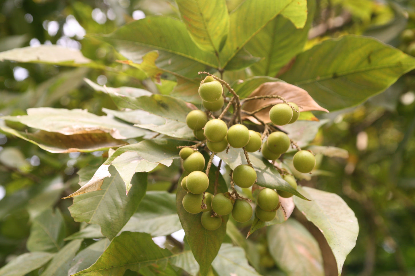 Wingleaf Soapberry (Sapindus saponaria)