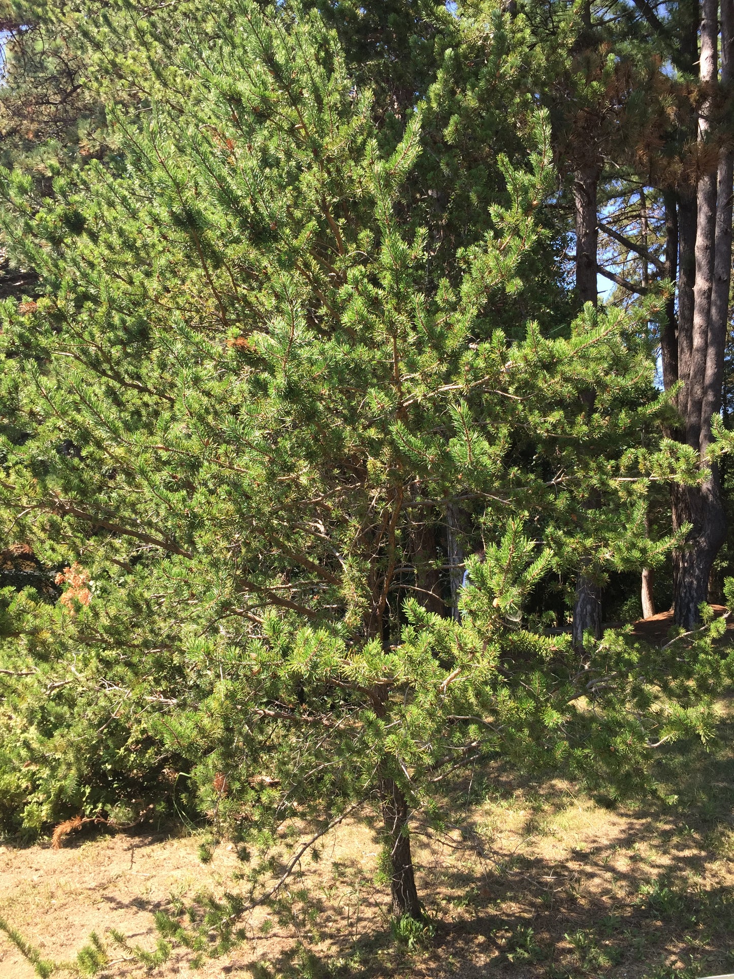 Black Eastern Jack Gray Pin Gris Scrub Pine (Pinus banksiana)