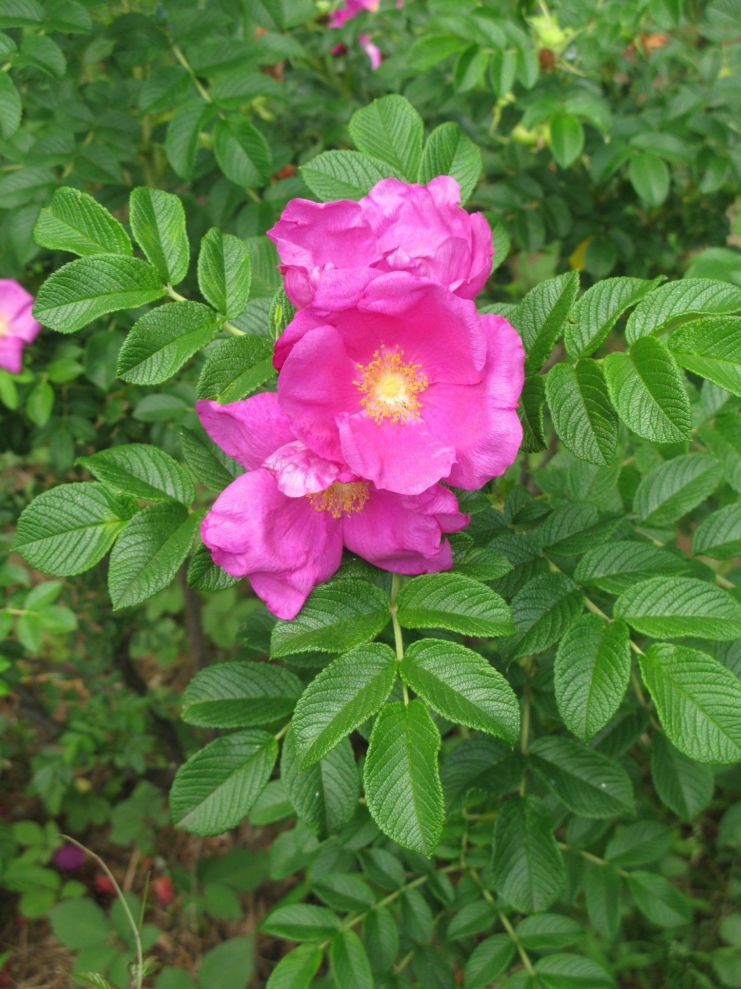 Beach Tomato Hedgehog Rugosa Saltspray Sand Sea Wrinkled Rose (Rosa rugosa)