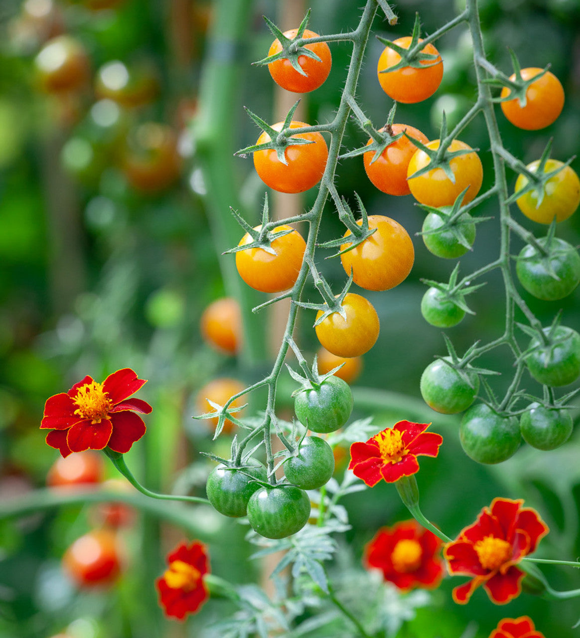 French Marigold Cherry Marigold (Tagetes patula var. Red Cherry Marigold)