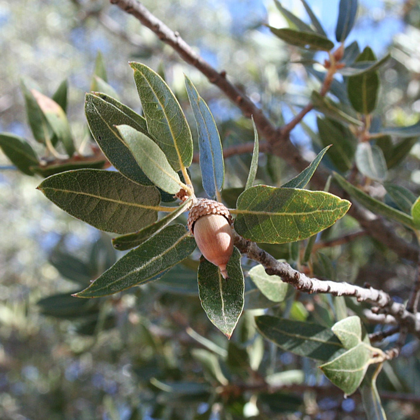 Emory Oak Emoryi Oak (Quercus emoryi)