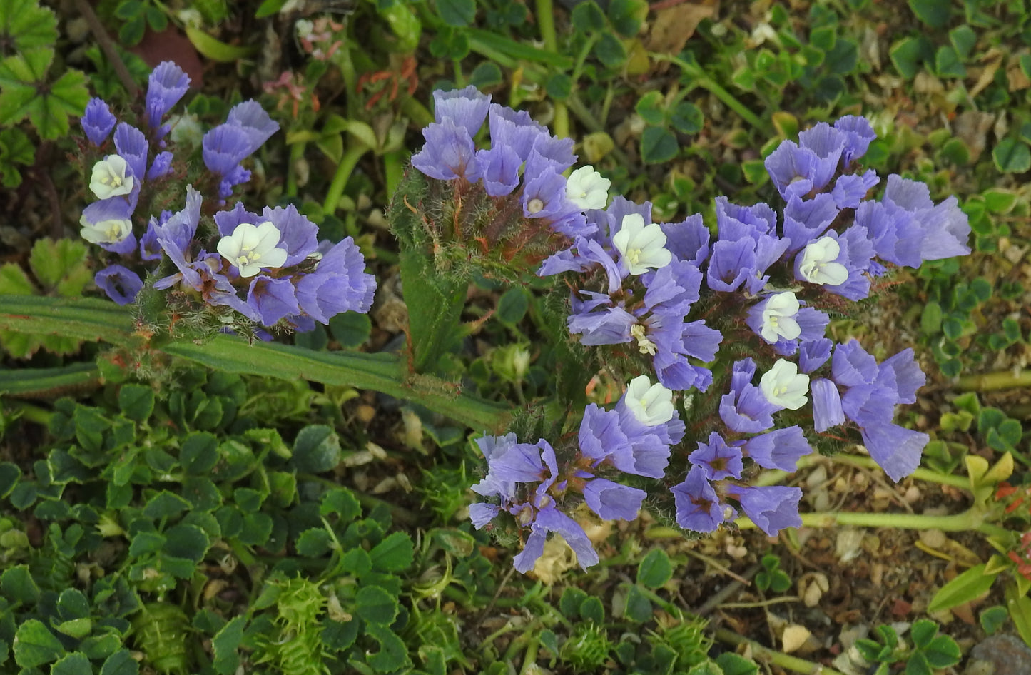 Statice Wavyleaf Sea Lavender (Limonium sinuatum)