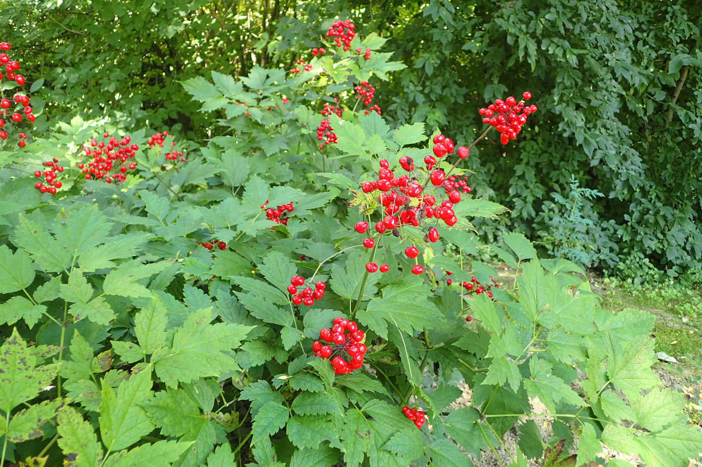 Red Baneberry (Actaea rubra)