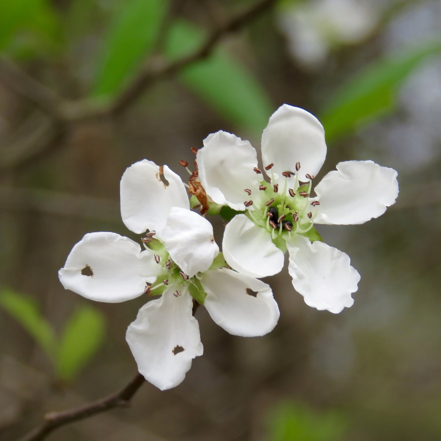 Mayhaw Riverflat Mayhaw (Crataegus opaca)