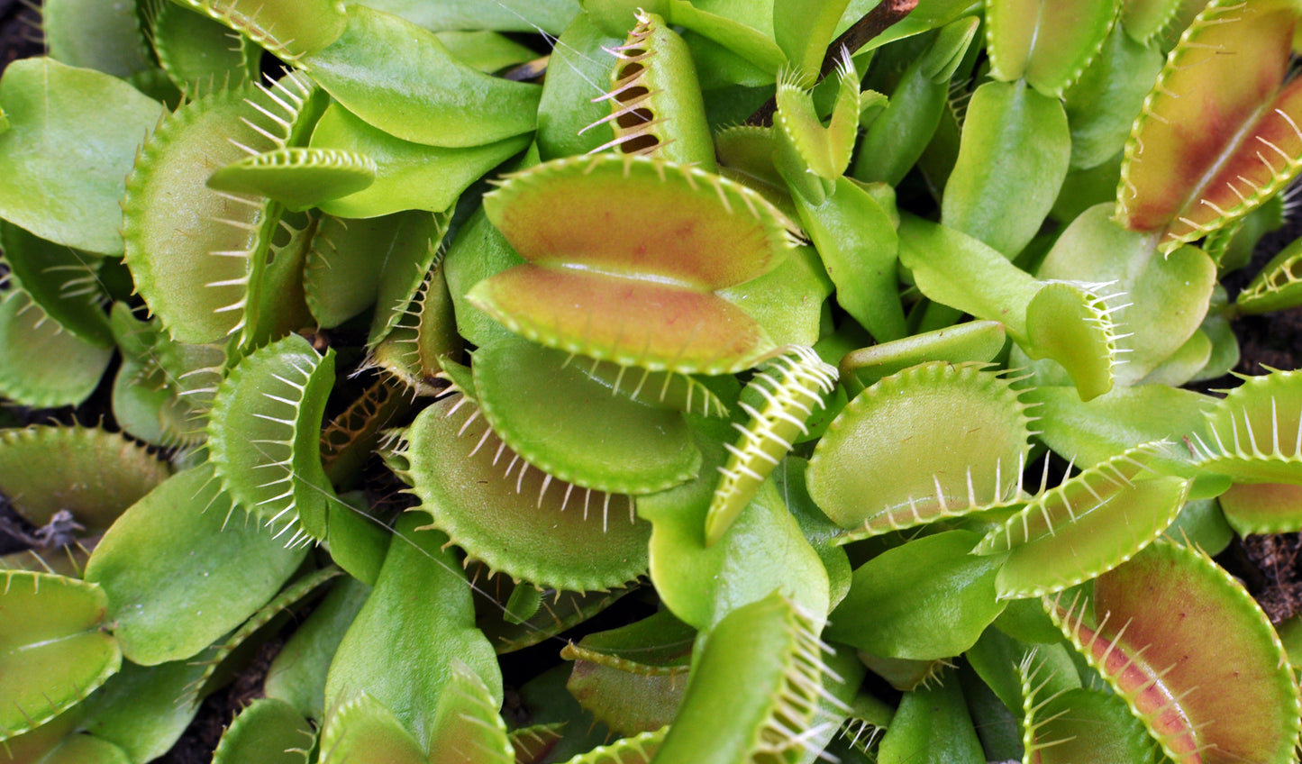 Venus Fly Trap Venus Flytrap (Dionaea muscipula)
