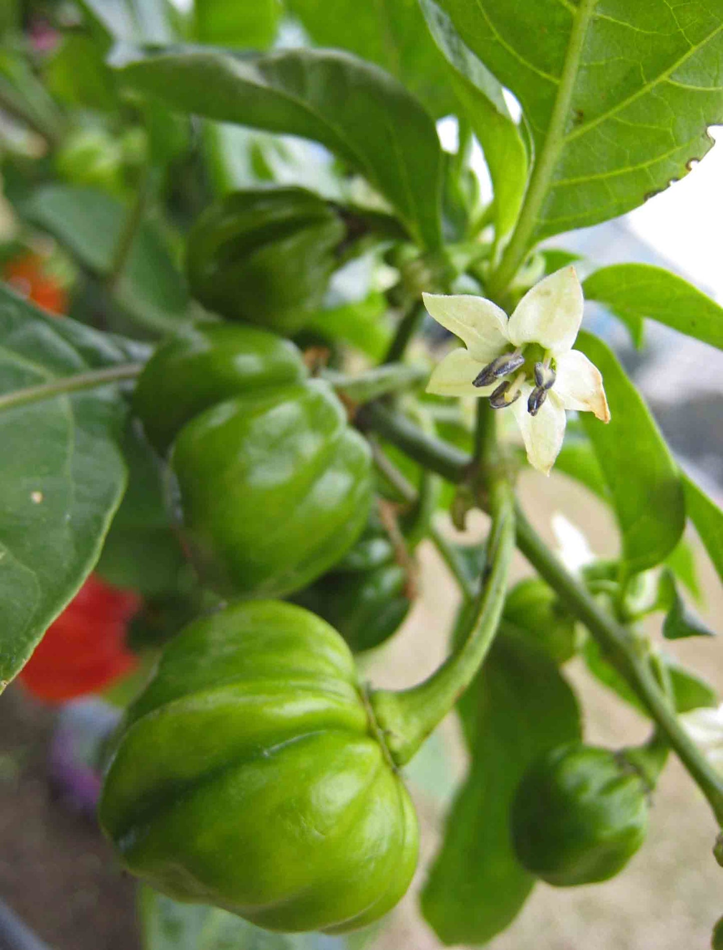 Aji Bhut Jolokia Ghost Pepper (Capsicum chinense 'Bhut jolokia')