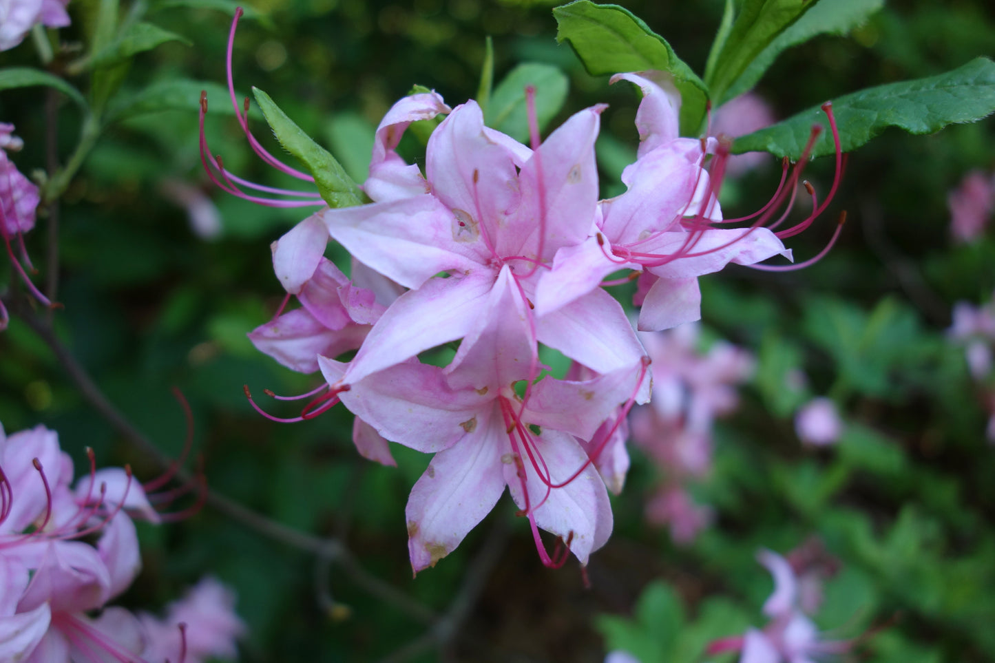 Hoary Honeysuckle Piedmont Southern Pinxterflower Wild Azalea (Rhododendron canescens)