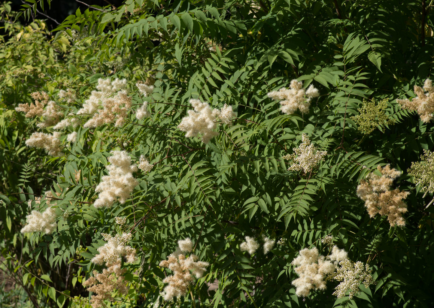 Aitchisons Spirea (Sorbaria aitchisonii)