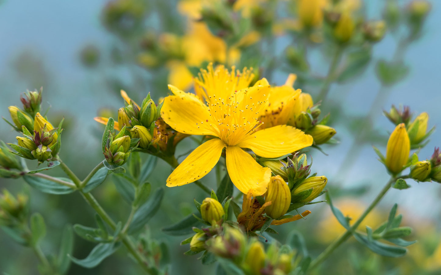 Common St. Johnswort (Hypericum perforatum)