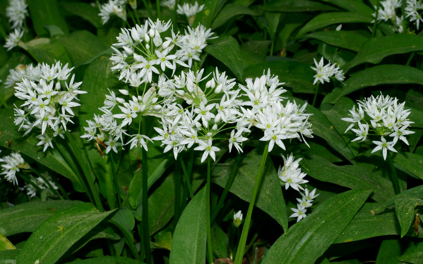 Bears Garlic Ramsons Garlic (Allium ursinum)