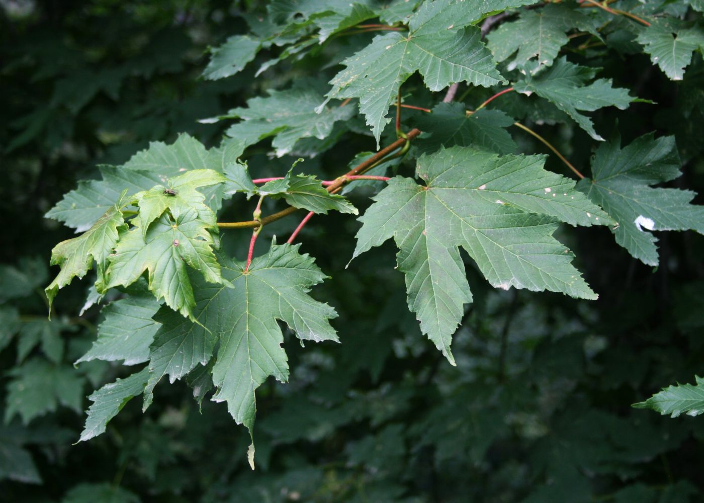 Red-bud Maple (ACER trautvetteri)