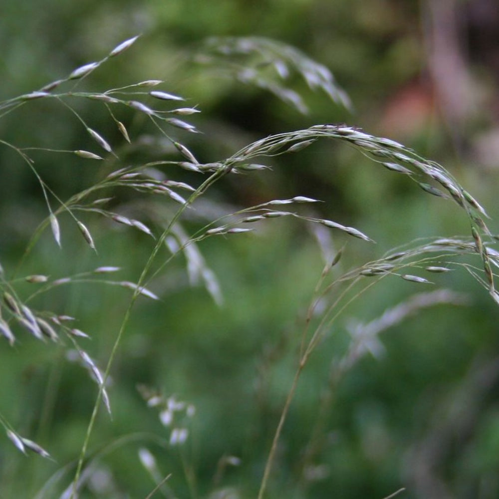 Wavy Hairgrass (Deschampsia flexuosa)