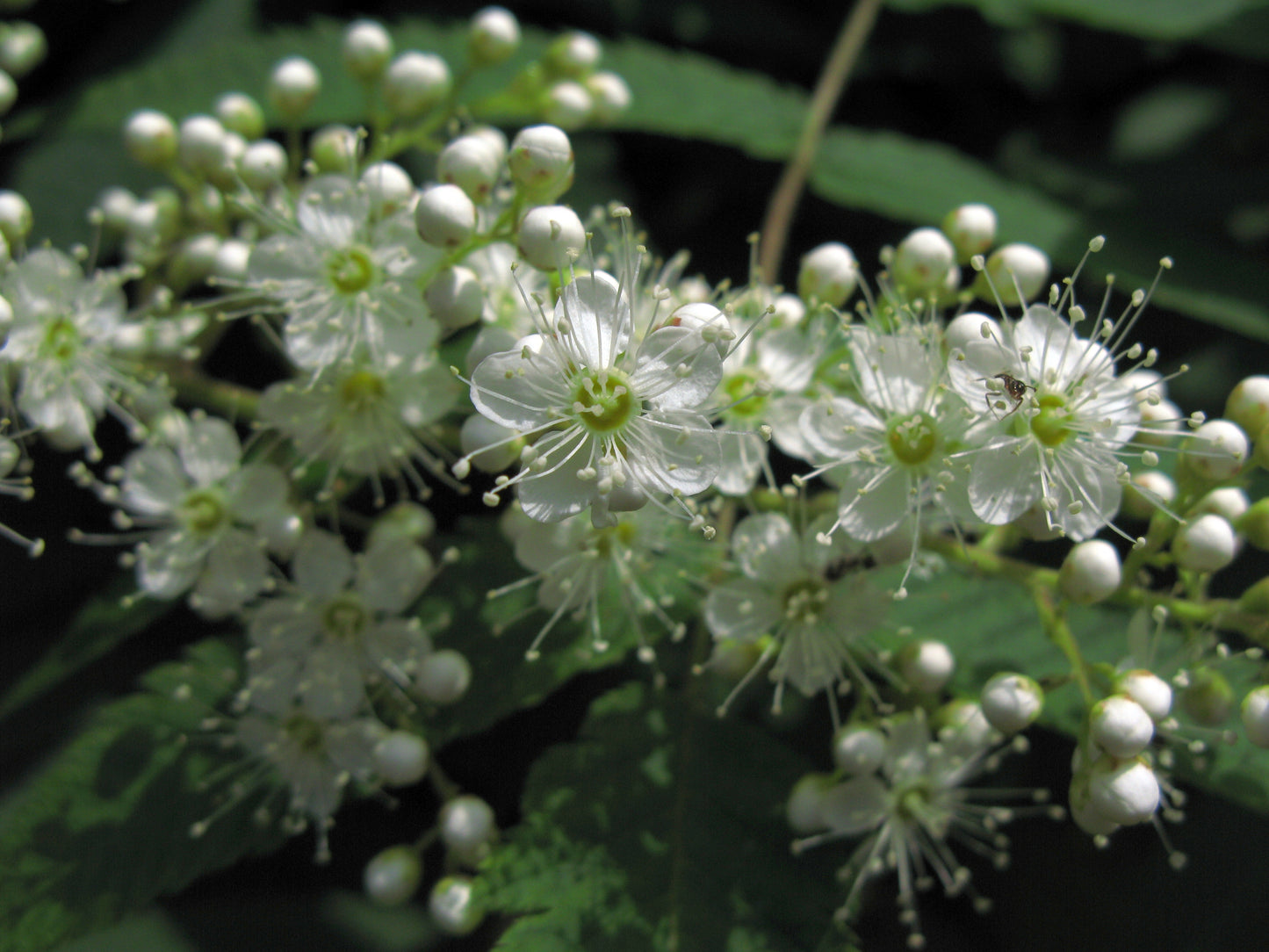 Japanese Rowan (Sorbus commixta)