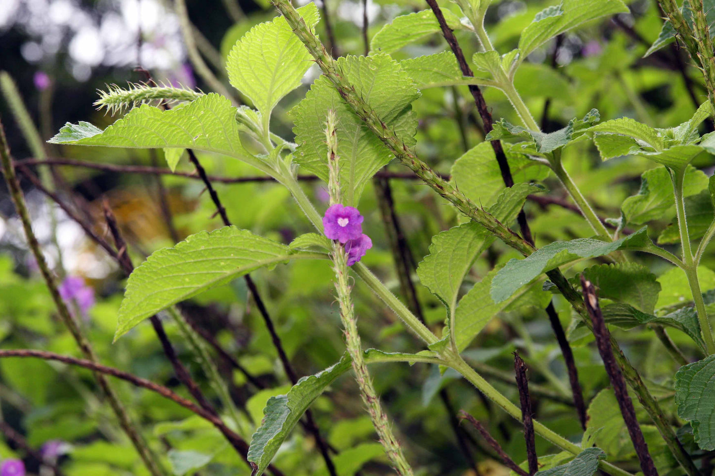 Cayenne Porterweed Cayenne Vervain (Stachytarpheta cayennensis)