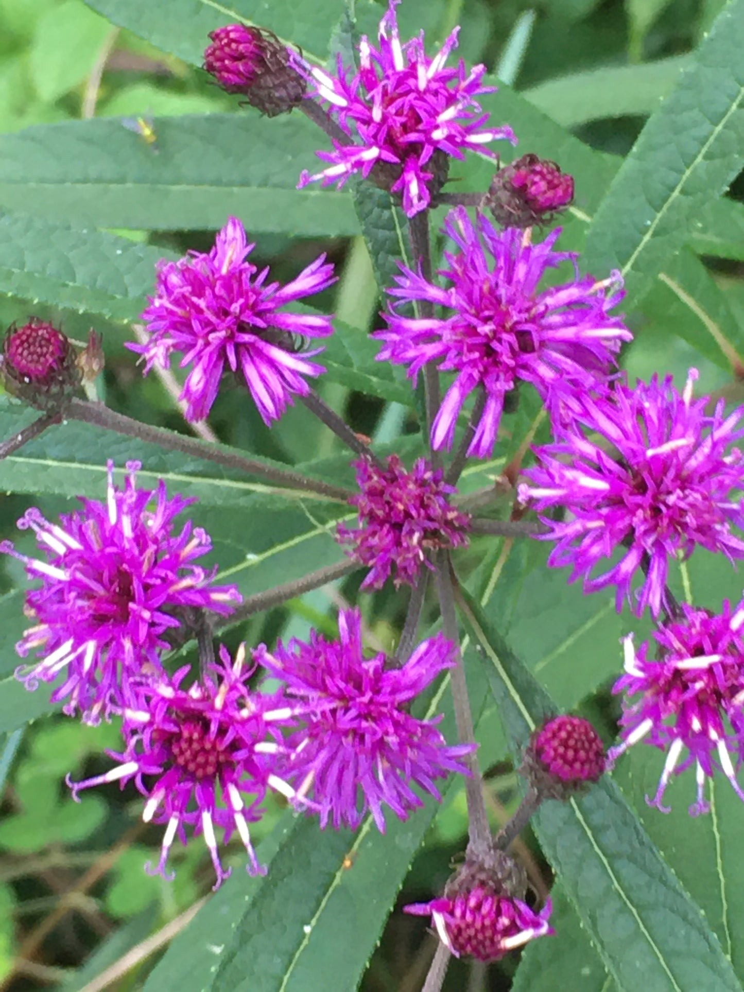 Ironweed Ny York Ironweed (Vernonia noveboracensis)