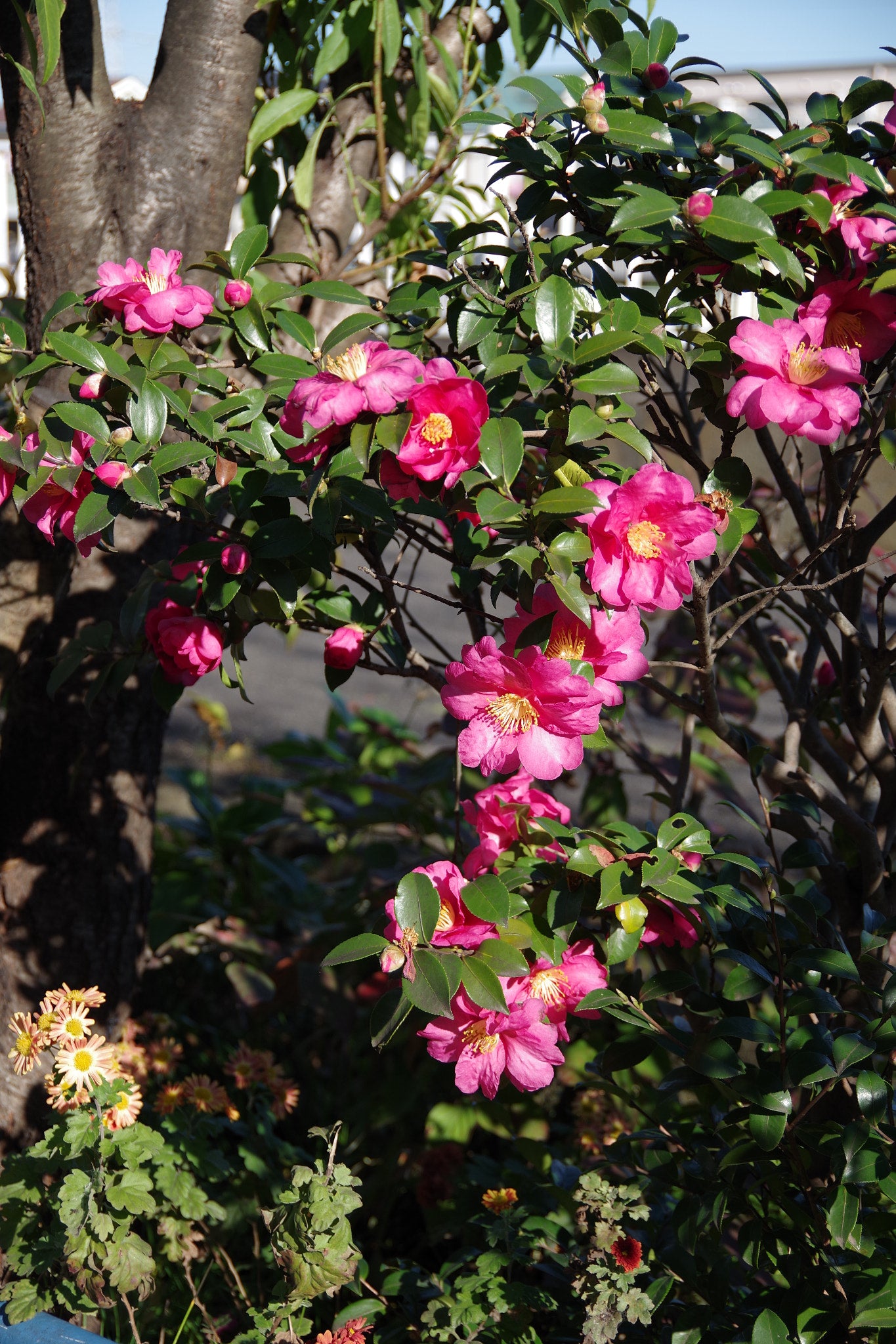 Christmas Camellia Sasanqua Yuletide Camellia (Camellia sasanqua)