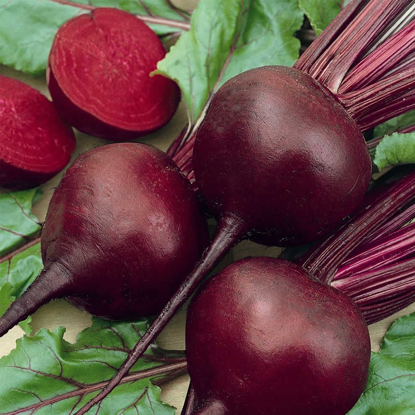 Common Beet Detroit Dark Red Beet (Beta vulgaris 'Detroit Dark Red')