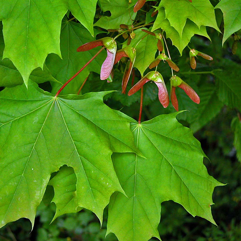 Norway Maple (Acer platanoides dewinged)