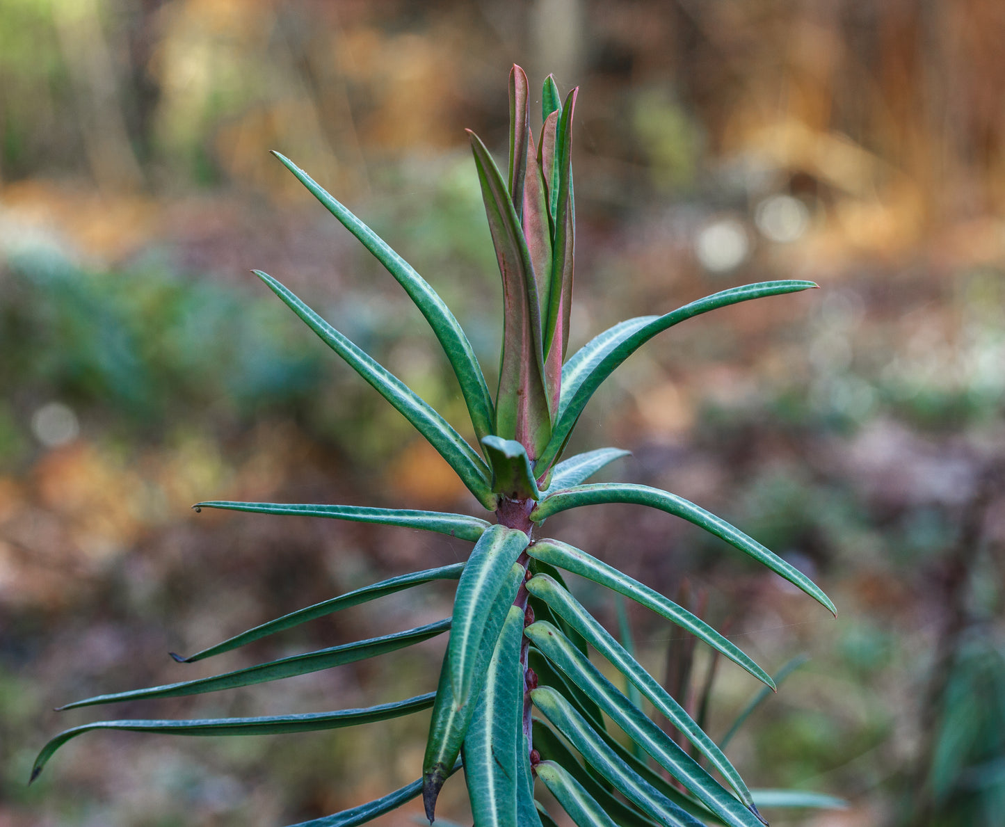Caper Spruge Gopher Moleplant Paper Spruge (Euphorbia lathyris)
