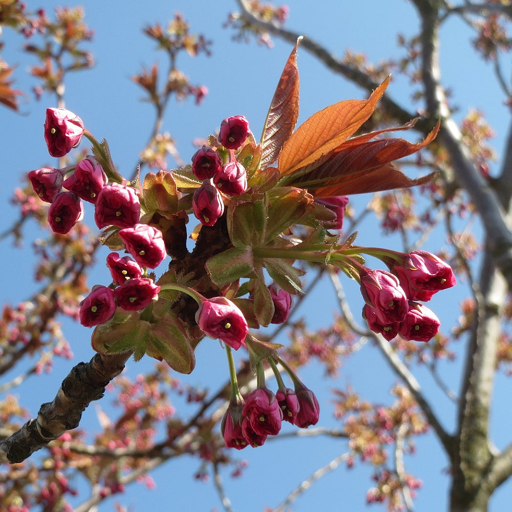 East Asian Cherry Hill Japflowering Flowering Oriental Cherry (Prunus serrulata)