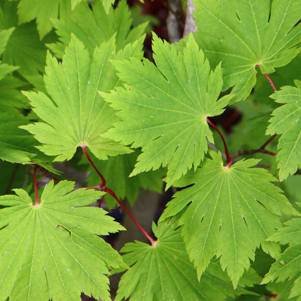 Oisami Maple (Acer japonicum 'Oisami' dry seed)