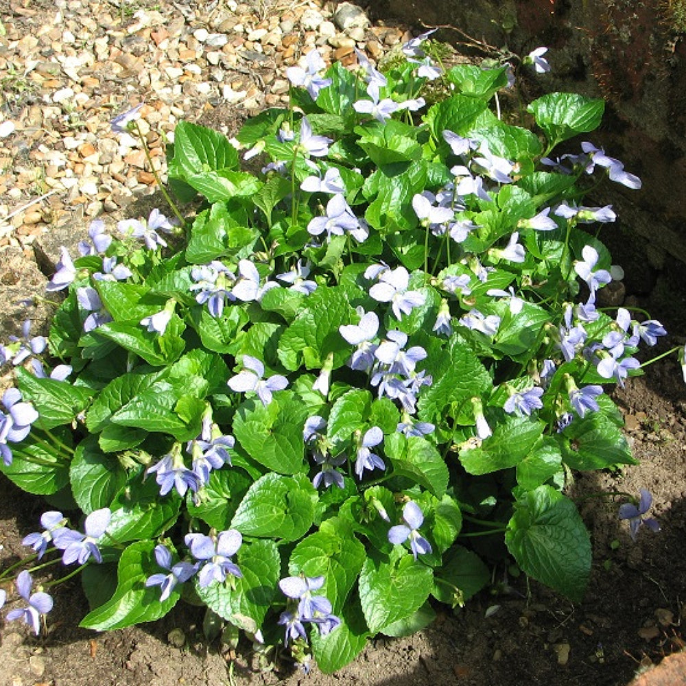 Butterfly Violet Violet (Viola sororia)