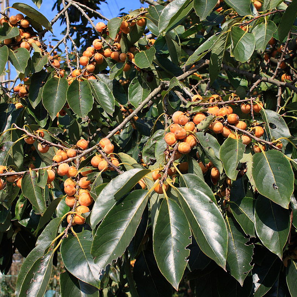 Caucasian Persimmon Date Plum Dateplum Persimmon (Diospyros lotus)
