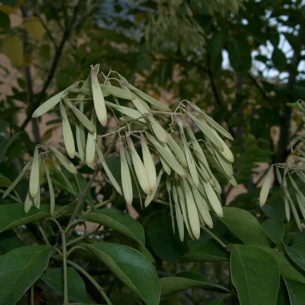 Pumpkin Ash (Fraxinus profunda)