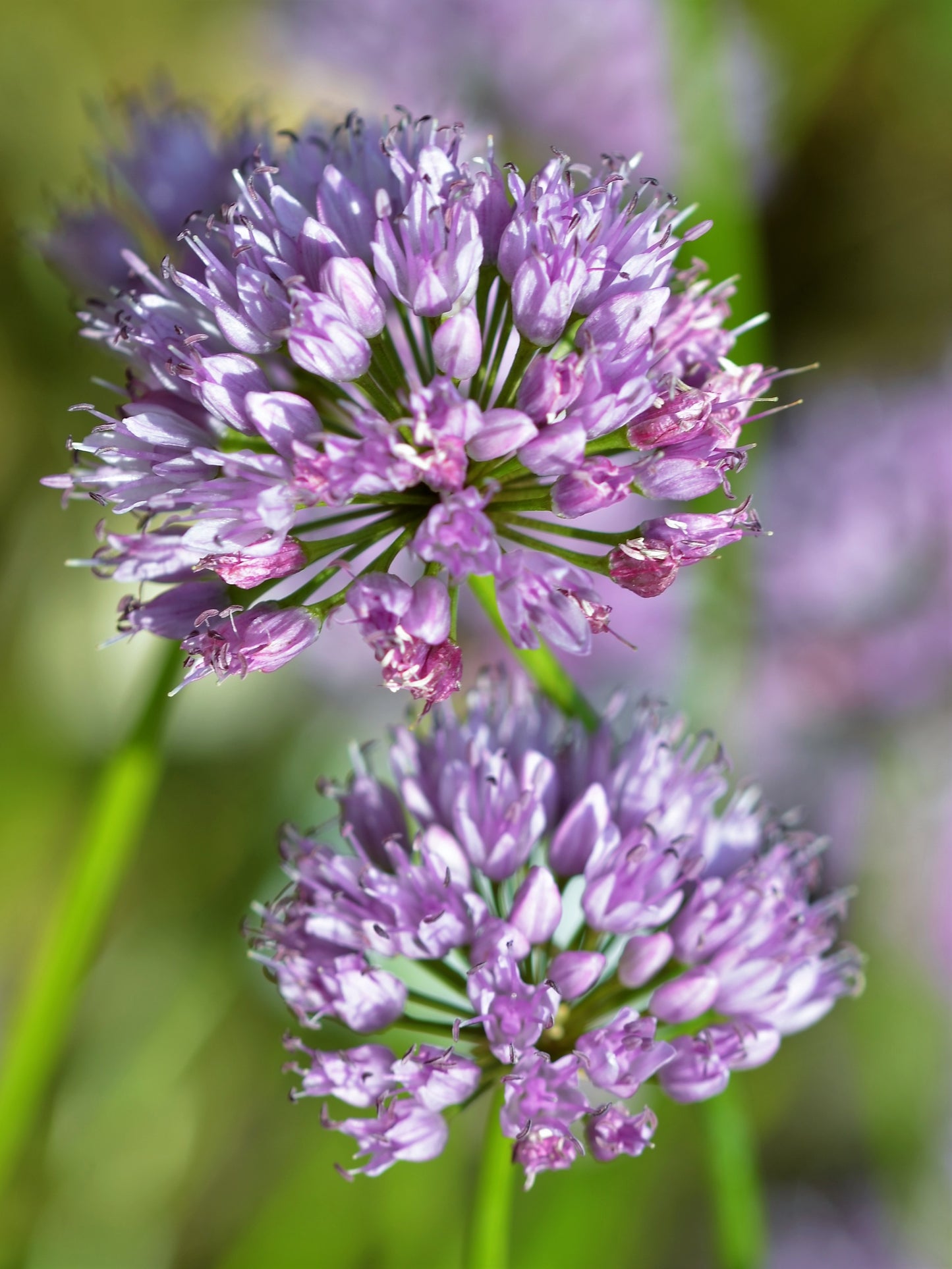 Curley Chives Garlic Ornamental Onion (Allium senescens)