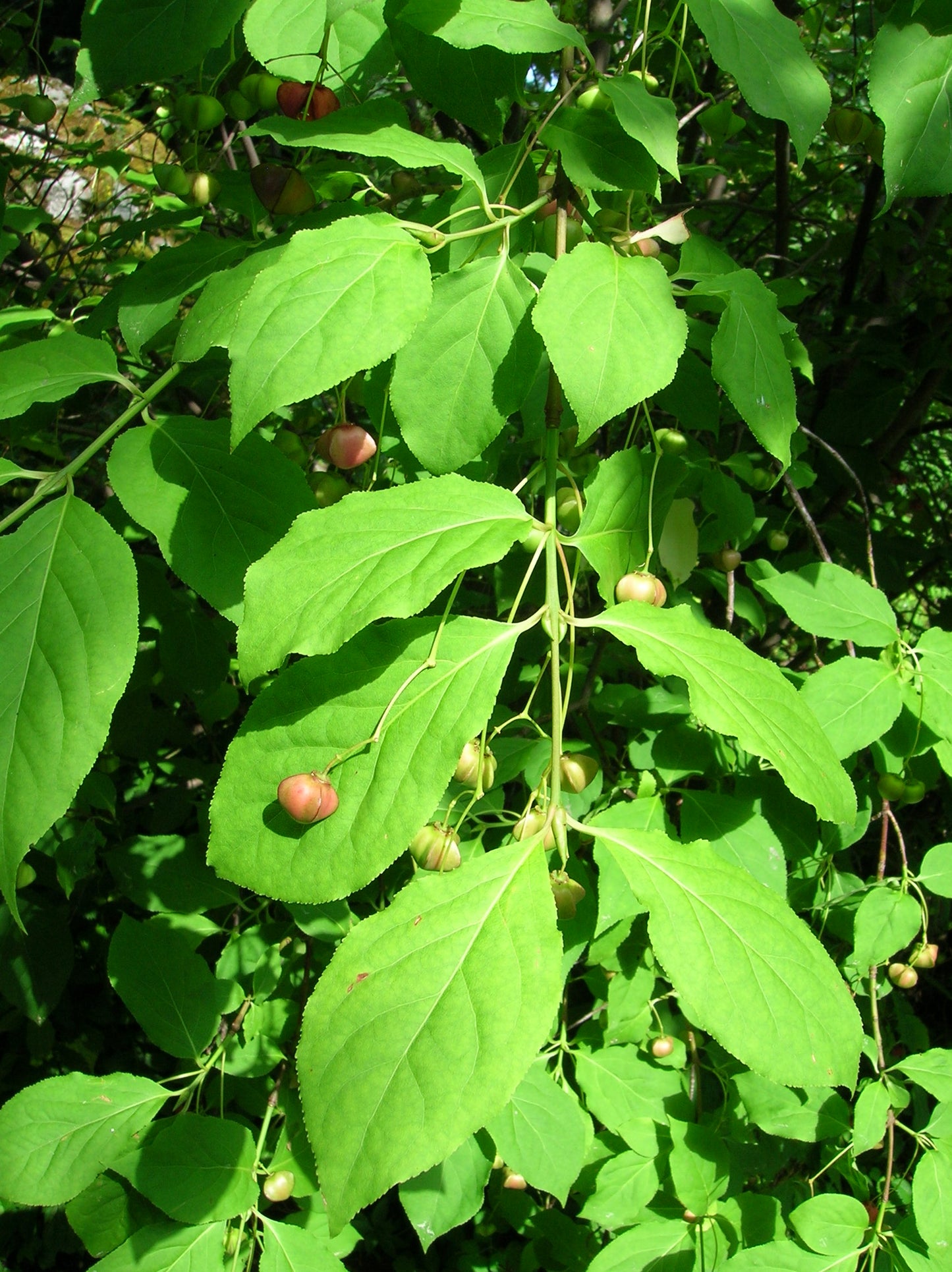 Sakhalin Euonymus (Euonymus sachalinensis)