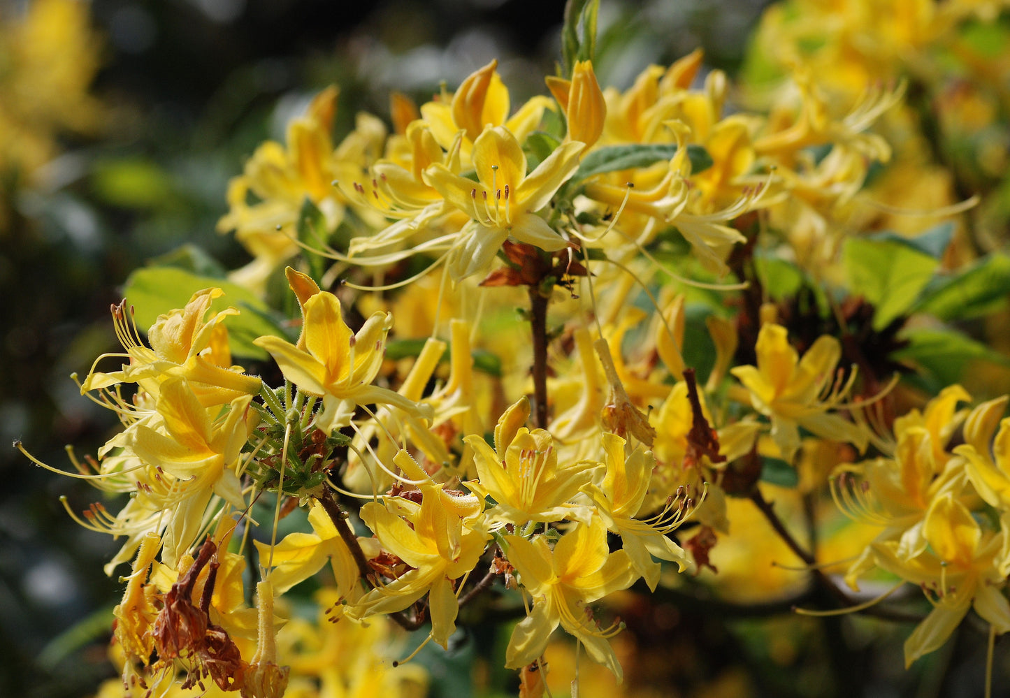 Hybrid Native Azalea (Rhododendron x hybrid native azalea)