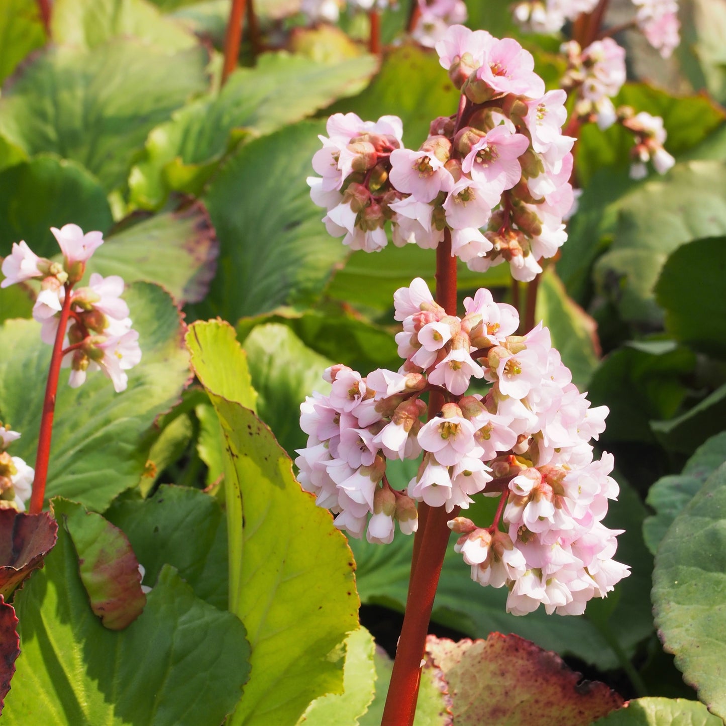 Russian Bergenia (Bergenia crassifolia var. pacifica)