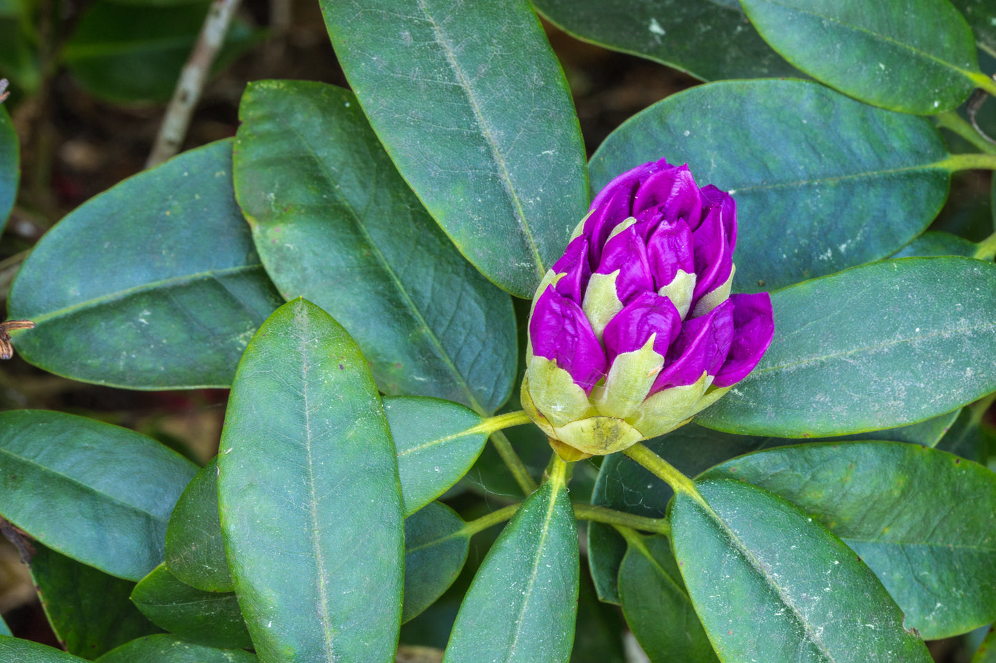 Common Rhododendron Pontic Ponticum Rhododendron (Rhododendron ponticum)