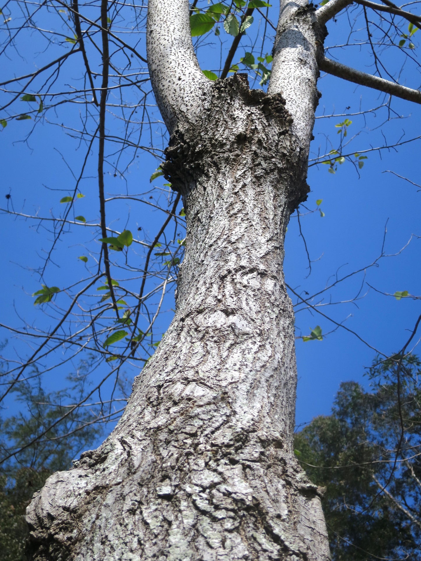 Camptotheca Cancer Happy Of Life (Camptotheca acuminata)