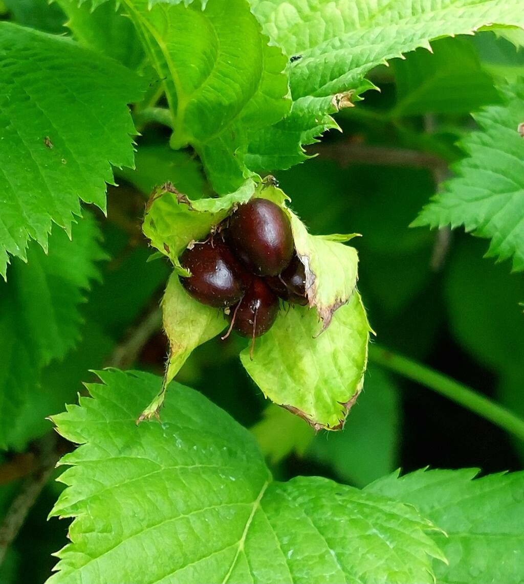 Jetbead (Rhodotypos scandens)