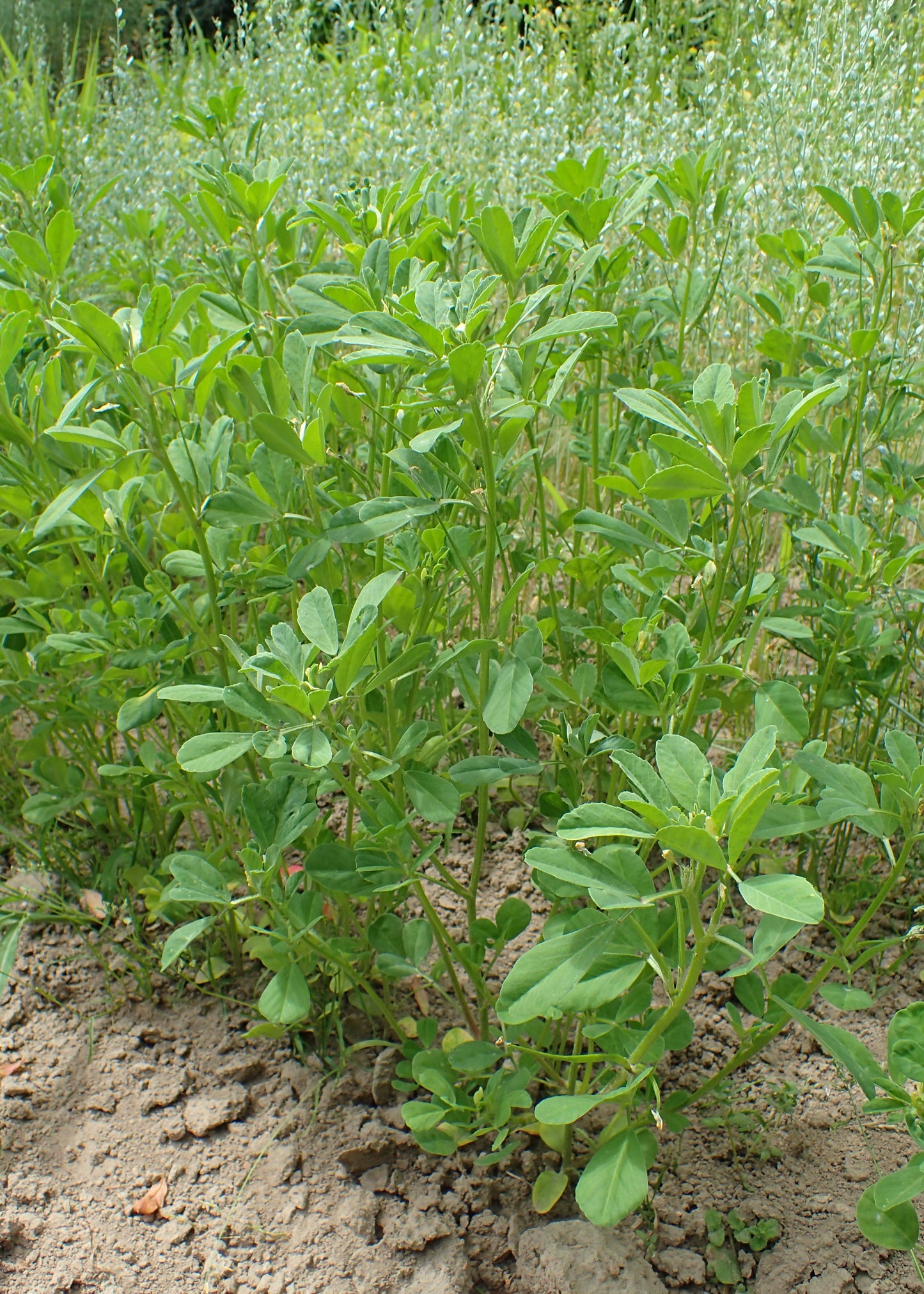 Fenugreek (Trigonella foenum-graecum)