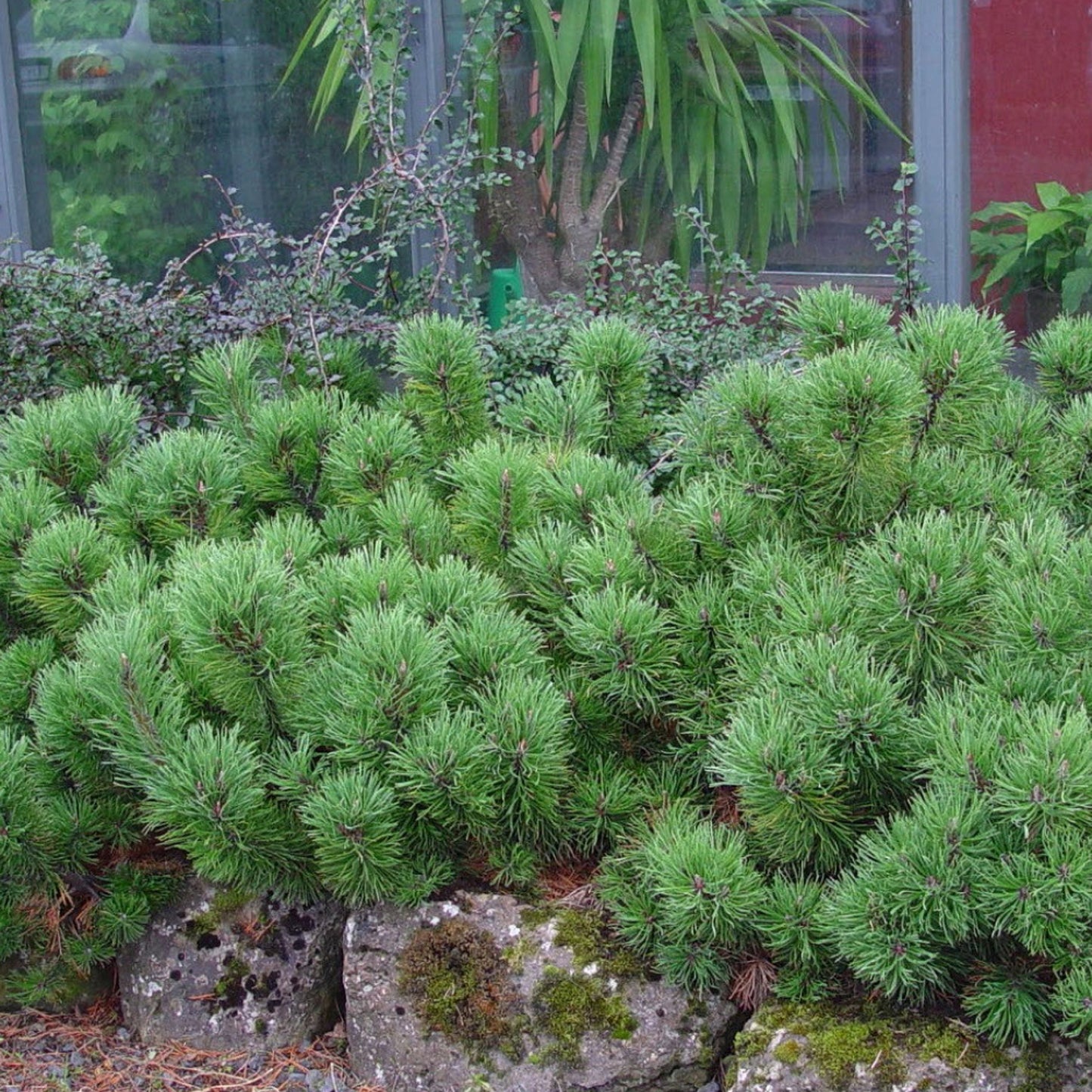 Dwarf Mugo Pine (Pinus mugo var. pumilio)