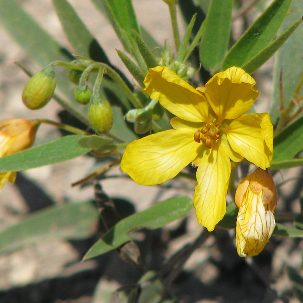 Twin-leaf Senna Twoleaf Senna (Senna roemeriana)