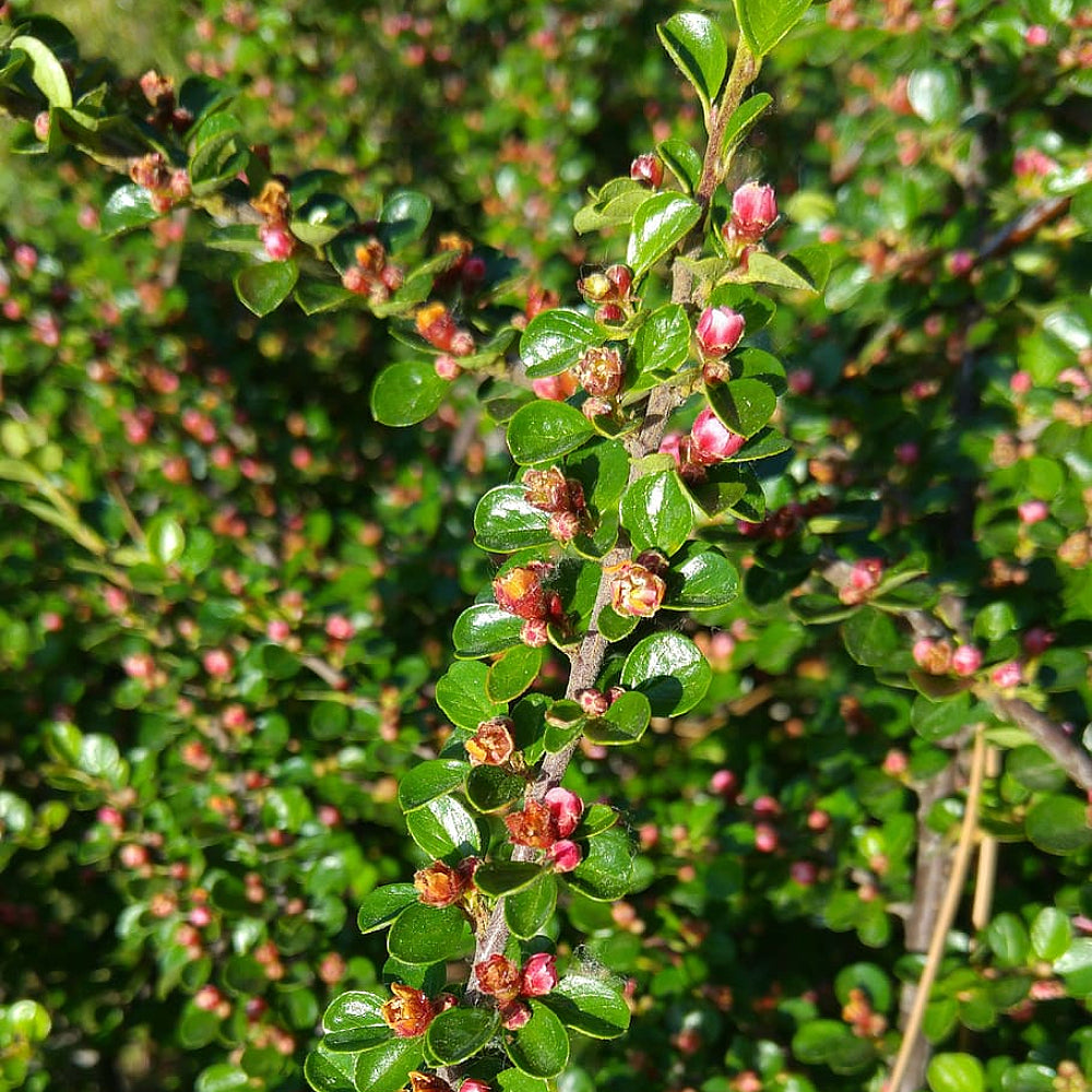Hollyberry Cotoneaster (Cotoneaster bullatus clean seed)